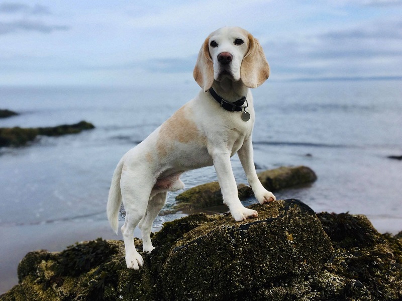 The Scottish Beagle Club