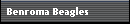 Benroma Beagles