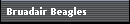 Bruadair Beagles