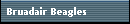 Bruadair Beagles