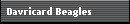 Davricard Beagles