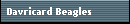 Davricard Beagles