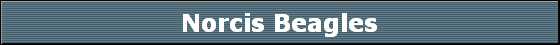Norcis Beagles