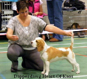 Dapperdawg Heart Of Kaos