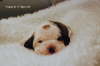 17 day old Finmorlan puppy