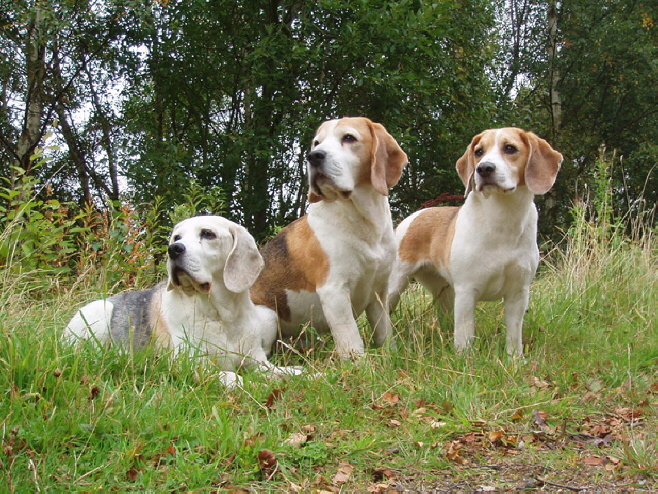 3 generations - Molly at 14 years, her son Miles at 11 and his daughter Milly at 7 years