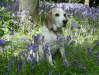 A lovely photo of Hazel Dean's Poppy in Bluebell Woods