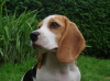 A nice head shot of Emma at 15 weeks