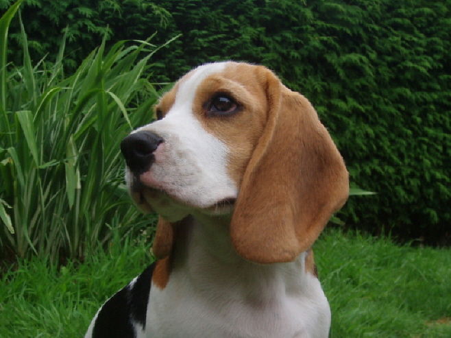 A nice head shot of Emma at 15 weeks