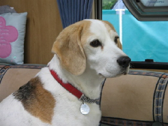 A nice headshot of Jan Bell's Cass- Craigmount Almost An   Angel at Cachalot - who is 11 years old
