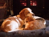 BEING A BEAGLE - NBC 2 2011