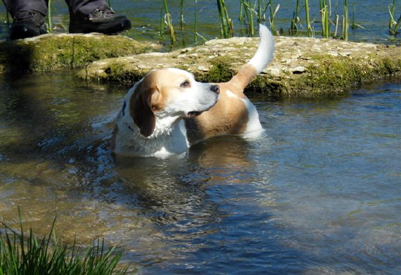 BEING A BEAGLE  - NBC 2011   2