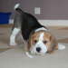DSC_0165-scarlett
