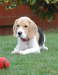 DSC_0207-1 wyvis rosie