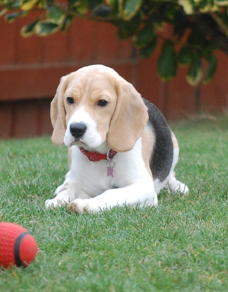 DSC_0207-1 wyvis rosie