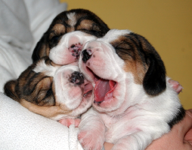 DSC_0881-pups