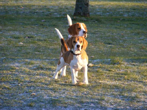 Darci and Monty