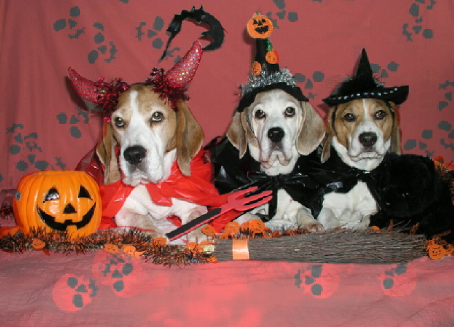 Devilish Miles and bewitching Molly and Milly are ready for  Halloween 2007