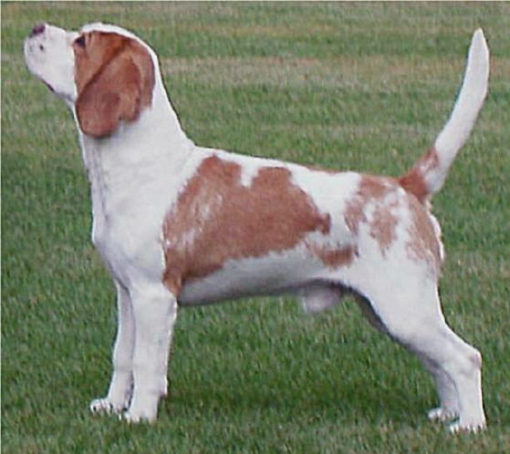 Dylan 1st PGD Beagle Club  090607
