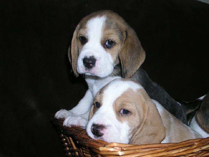 Elmer-&-Elmo