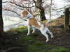 Fudge at the Wallace Monument