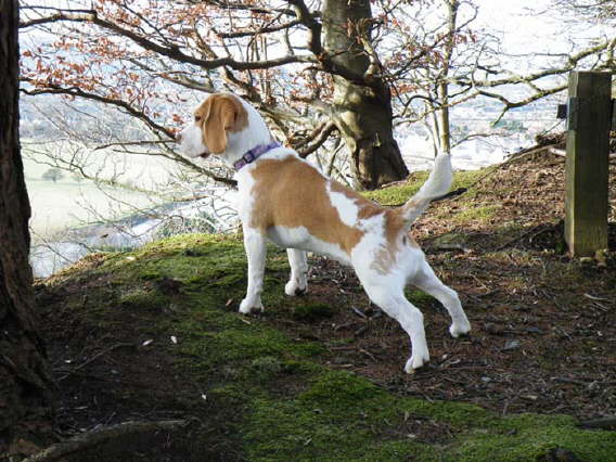 Fudge at the Wallace Monument