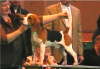 Fusion 4th PGD CRUFTS  090308