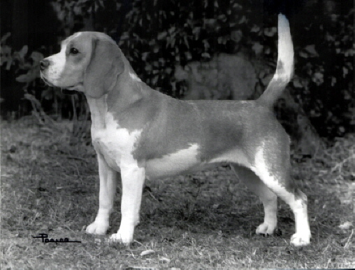 Ch Craigmount Golden Marvel