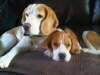 IMG01420-copper-macey