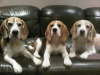 IMG taz macey copper