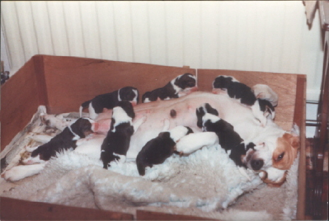 Katie with her 3 day old girls