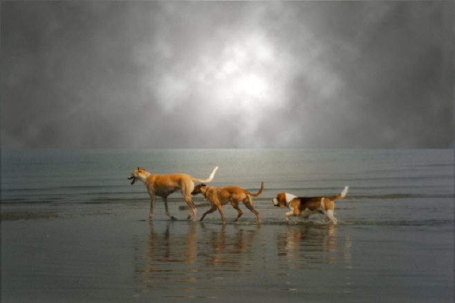 Miles enjoying a walk in the sea with two of his chums