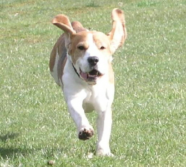 Miles enjoys a run the day after becoming a Champion