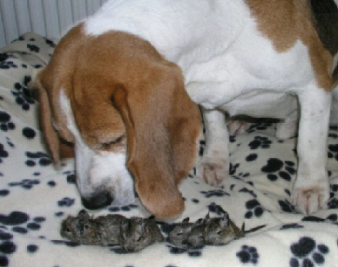 Miles with baby Degus