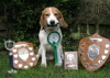 Miles with some of his obedience wins