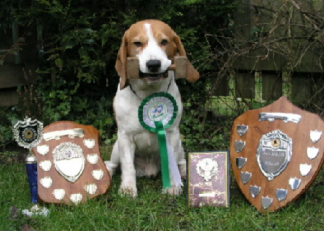 Miles with some of his obedience wins