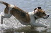 Milly in the sea