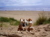 Molly, Miles and Milly enjoy their favourite beach at Irvine