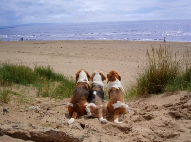 Molly, Miles and Milly enjoy their favourite beach at Irvine