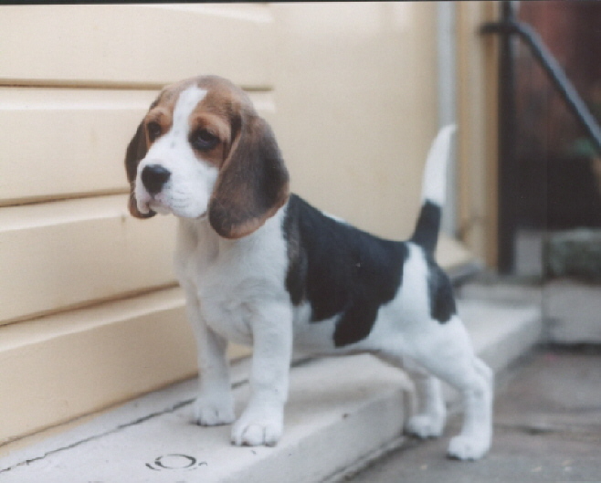 Molly at 11 weeks At 8 weeks she won Petplan's Most Appealing Puppy of the month!