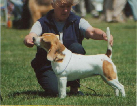 Ch Newlin Bright Future Charm