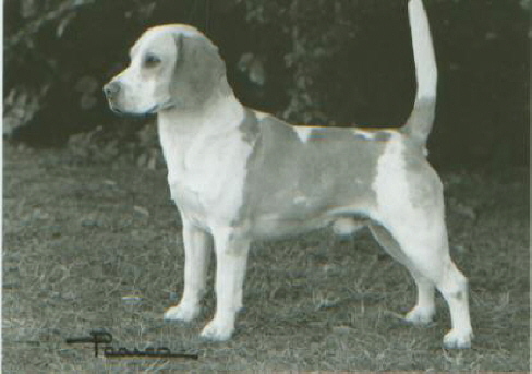 Ch Newlin Yorker