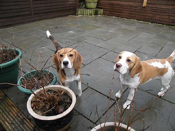 Poppy Adams and Fudge