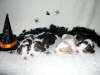 Puppies-(H'ween)-opt