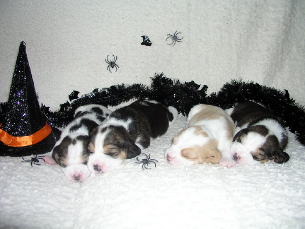 Puppies-(H'ween)-opt