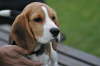 Riley-032-dugha
