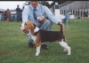 Squeak age 6 months at her first Champ Show winning BPIB & Reserve Best Hound Puppy