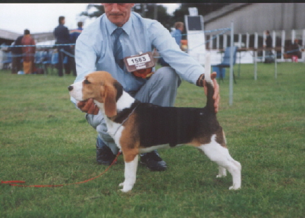 Squeak age 6 months at her first Champ Show winning BPIB & Reserve Best Hound Puppy