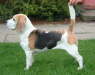 Susan Arden's Newlin Almond at Madika winning Best  Veteran in Show at Falkirk & District CC  Open show on August 1st 2004