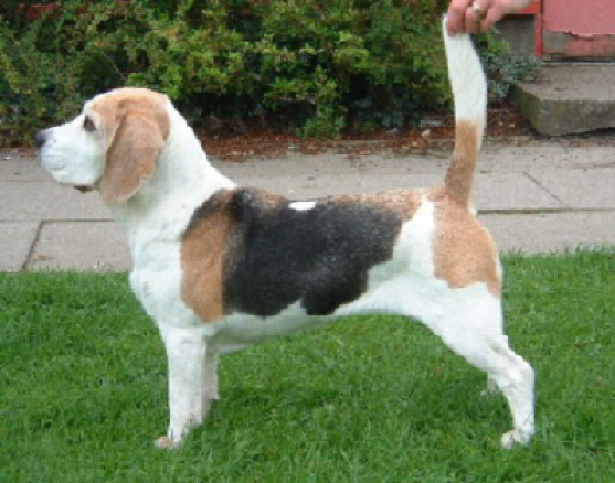 Susan Arden's Newlin Almond at Madika winning Best  Veteran in Show at Falkirk & District CC  Open show on August 1st 2004